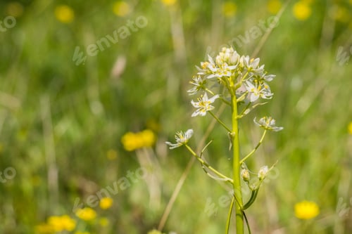 Preview: Star Lily (Toxicoscordion fremontii) flower