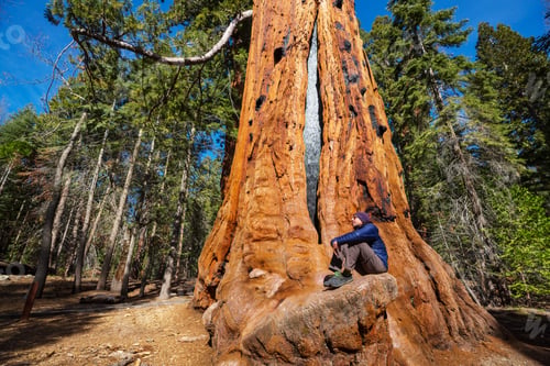 Preview: Sequoia