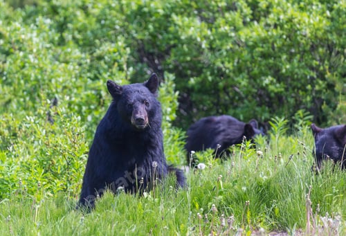 Preview: Black bear
