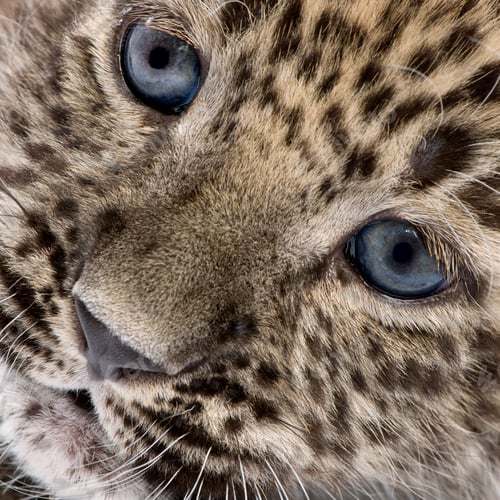 Preview: Close-up on a Persian leopard Cub (6 weeks)