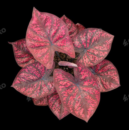 Preview: Beautiful colorful caladium on Black background isolate with clipping path. Queen