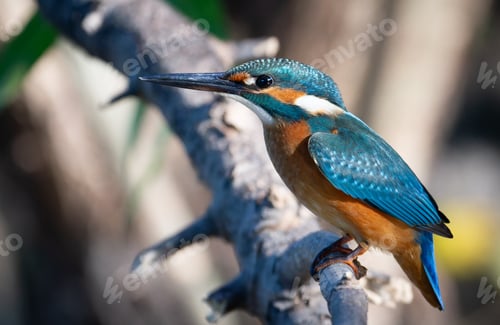 Preview: Common kingfisher, Alcedo atthis. A bird sits on a tree branch above a shallow river