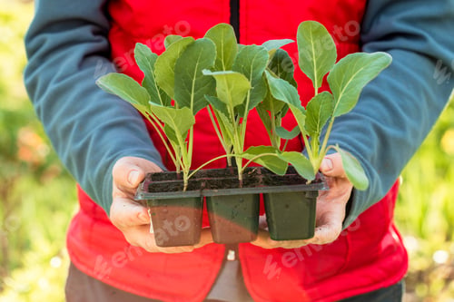 Preview: Cabbage seedlings in the hands of a person. Young cabbage. Summer in the garden