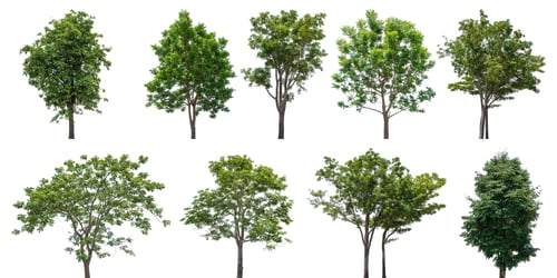 Preview: Collection of green trees isolated on white background