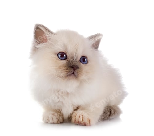 Preview: birman kitten in studio