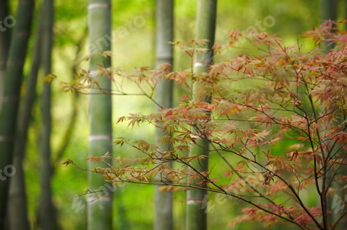 Preview: Green Bamboo Forest In China