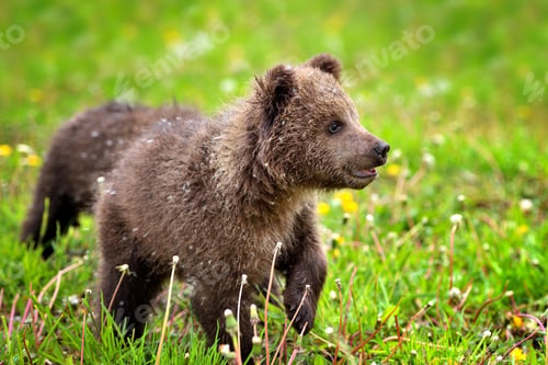 Preview: Two little brown bear cub on the green grass