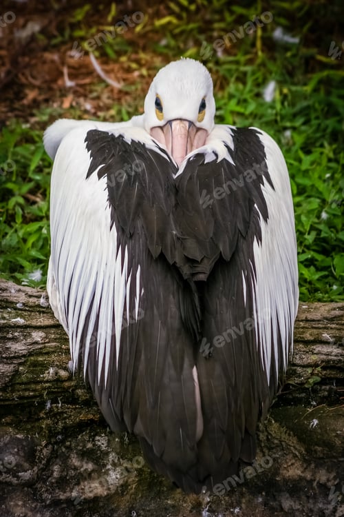 Preview: Pelican bird in a zoo