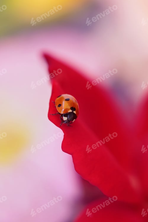 Preview: Nature's Beauty: Ladybug on red Rose