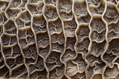 Preview: raw beef honeycomb tripe( second stomach )