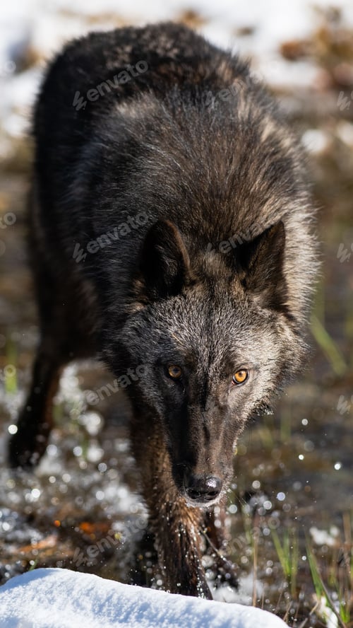 Preview: Vertical close-up shot of a Northwestern wolf
