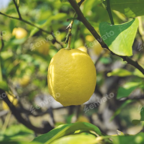 Preview: Ripe lemon hangs on tree branch