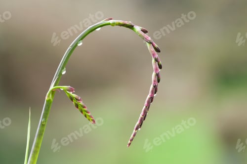 Preview: Spike of red and pink flower buds
