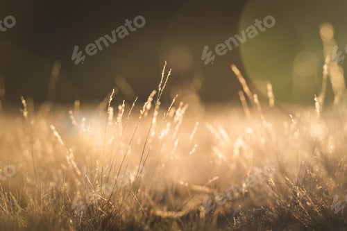 Preview: Selective of dry grass under the sunlight