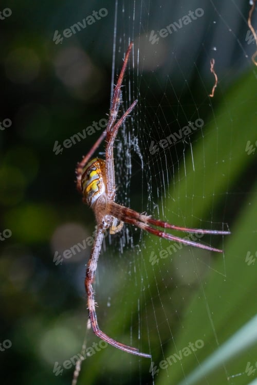 Preview: Golden Orb Spider macro shot