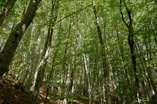 Preview: Tranquil Forest Setting with Bench Surrounded by Trees Nature Scenery with Seating Area for Relaxing