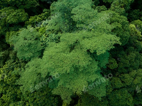 Preview: Aerial view royal poinciana or flamboyant tree (Delonix regia) in summer