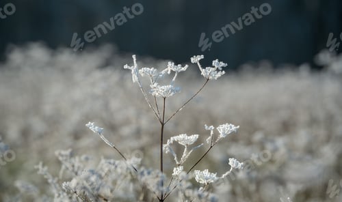 Preview: ce and frost formed on winter meadow plants, Wiltshire UK
