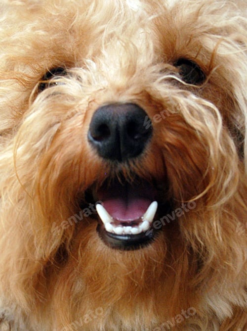 Preview: poodle, dog, puppy, pets, dogs