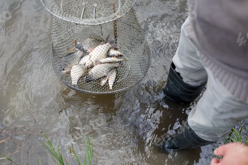 Preview: fisherman lifts a fish net. Metal mesh cage is installed in the river water near the shore.