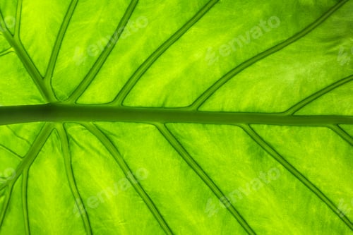 Preview: green leaf macro
