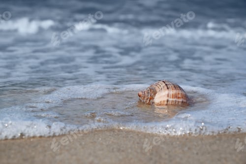 Preview: Shell on sand at sea shore. Summertime