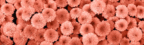 Preview: Beautiful banner blooming pink and coral chrysanthemums. Color Of The Year 2024 Peach Fuz