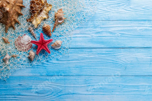 Preview: Sea shells