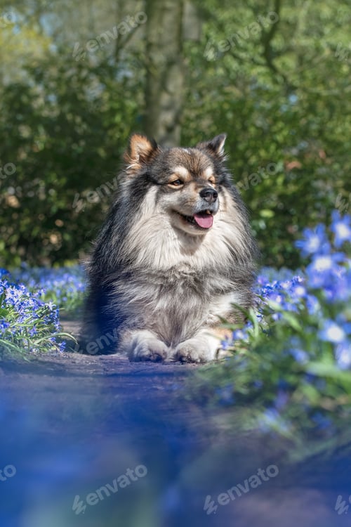 Preview: Portrait of Finnish Lapphund dog