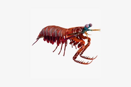 Preview: Lateral view of mantis shrimp with iridescent eyes