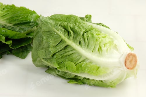 Preview: Fresh green Romaine Lettuce (Lactuca sativa), isolated on the white background