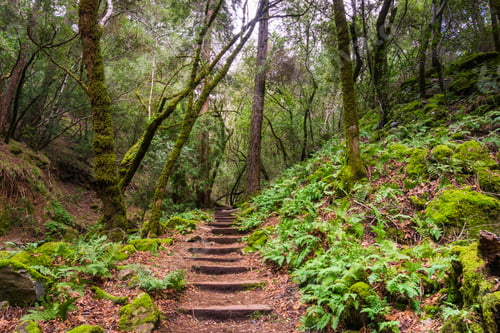 Preview: Fern lined hiking trail, Sugarloaf Ridge State Park, Sonoma County, California