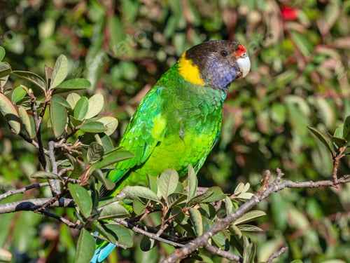 Preview: Australian Ringneck or Twenty-eight Parrot