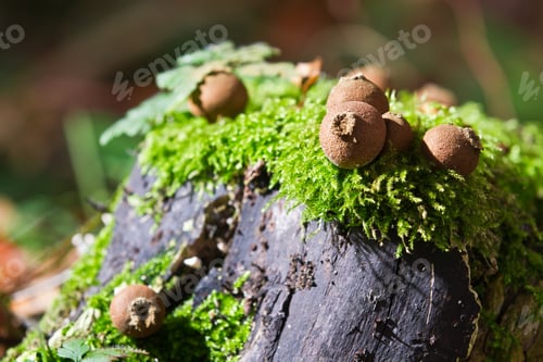 Preview: Closeup mossy trunk in forest