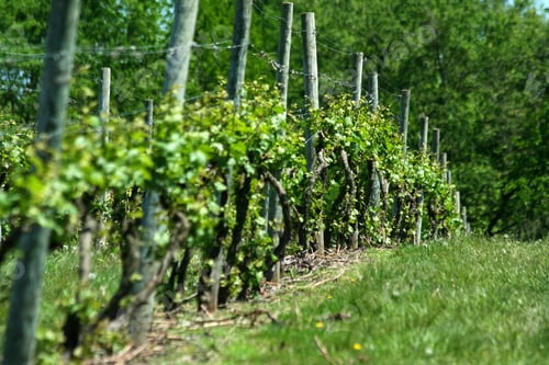 Preview: Grape vineyard in springtime