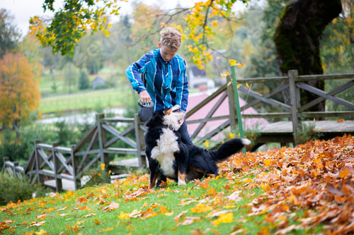Preview: Outdoor portrait of boy with bernese mountain dogin autumn park. Friendship of teenager with pet.