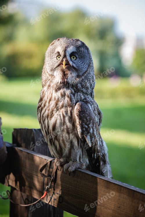 Preview: Big Cute bearded owl in green park