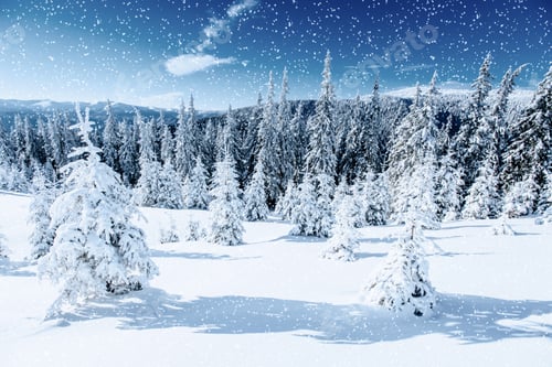 Preview: Winter tree in snow. Carpathian, Ukraine, Europe. Bokeh light ef
