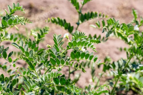 Preview: Chickpeas in garden with leaves. Chickpeas plant growing.