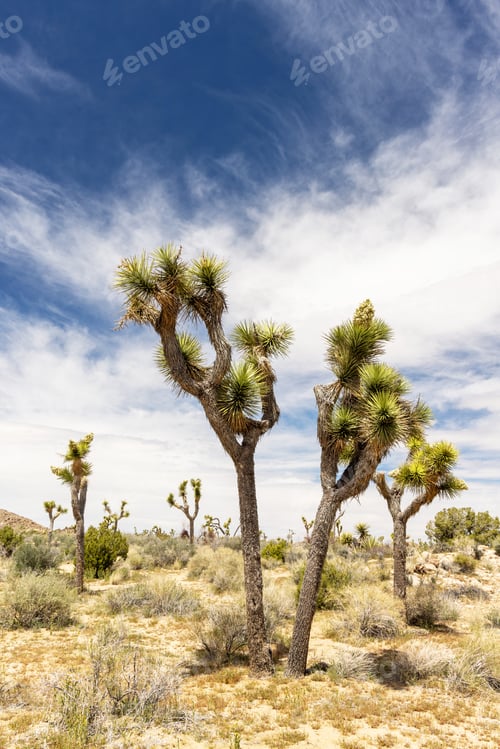 Preview: Joshua Tree National Park