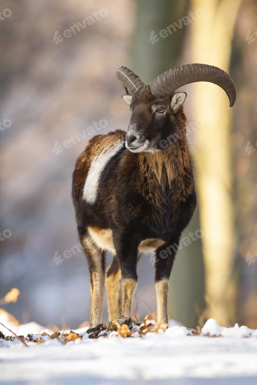Preview: Mouflon ram standing inside forest in sunny winter nature