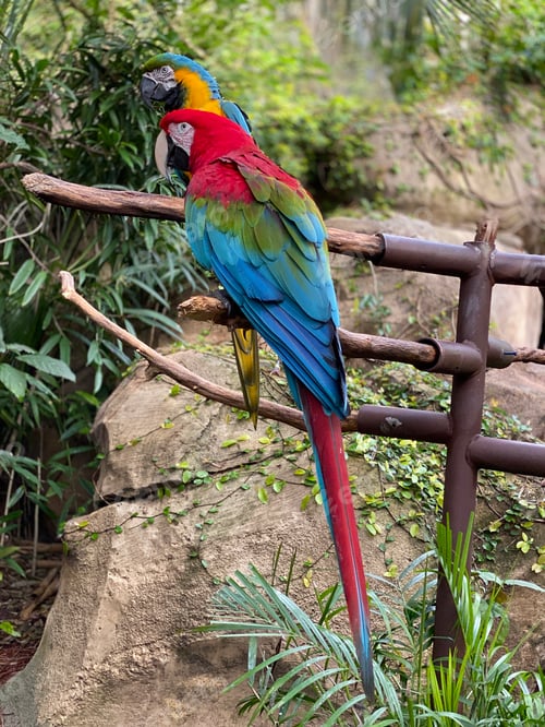 Preview: Colorful macaws hanging out together
