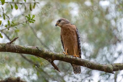 Preview: The red-shouldered hawk bird perching on a tree branch looking for prey to hunt in summer forest