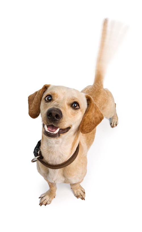 Preview: Chiweenie Dog Wagging Tail