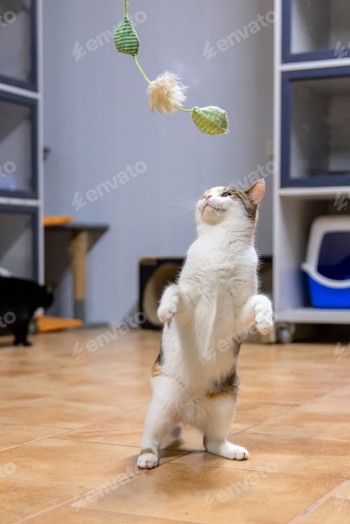 Preview: White Cat Playing with Toy in Shelter