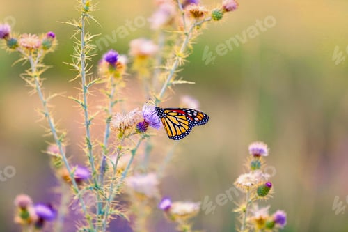 Preview: Butterfly on a flower with bokeh background