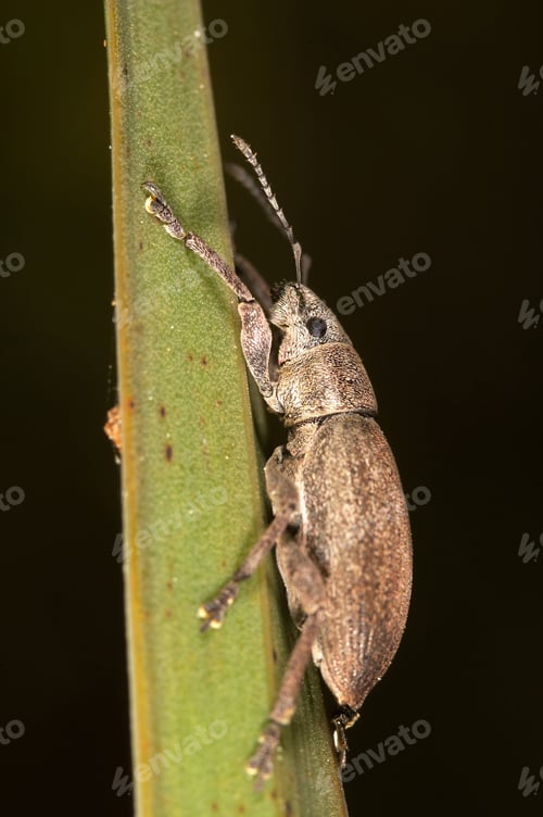 Preview: Snout beetle