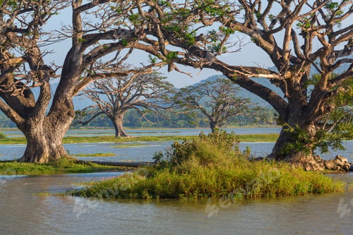 Preview: Trees on Sri Lanka