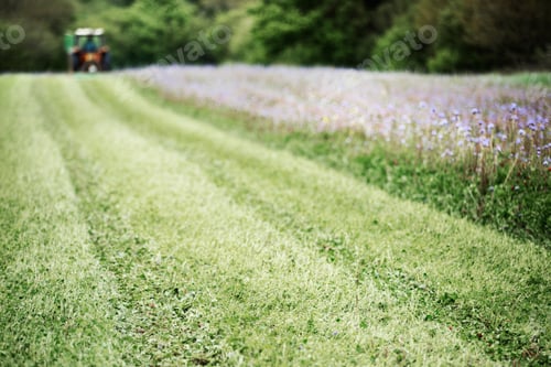 Preview: A green field with grass and blue cornflowers with a tractor in the distance.