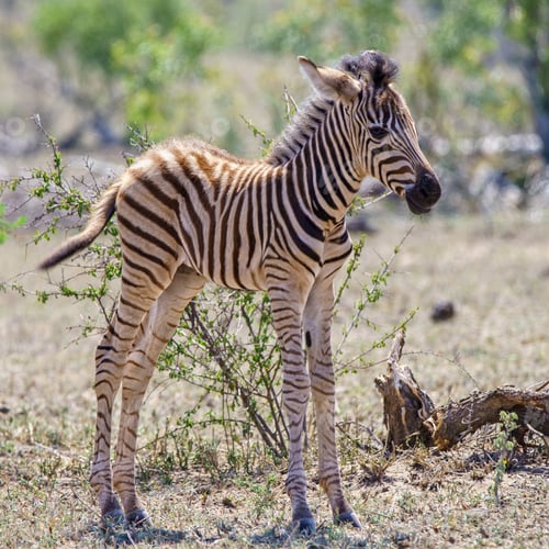 Preview: Closeup shot of a young zebra standing in the safari in Africa